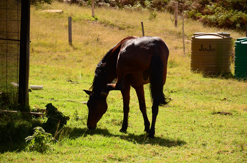 2015-05 South Africa/Drakensburg/DSC_0057.JPG